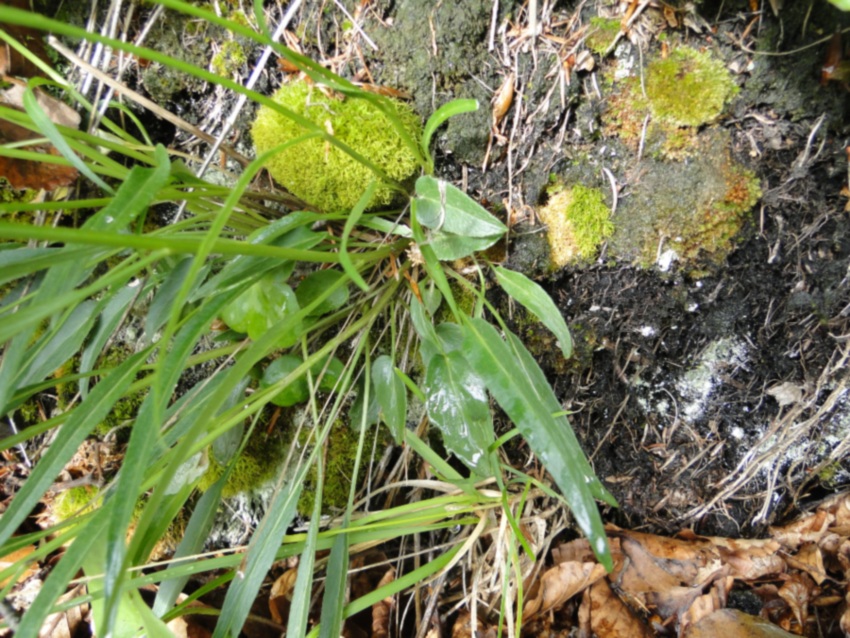 Phyteuma scheuchzeri / Raponzolo di Scheuchzer